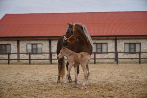 Minik tayın adını Aliağalılar verecek