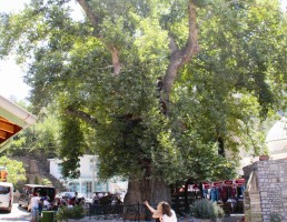 ASIRLIK ÇINARIN HİKAYESİ DÜNYAYI GEZİYOR