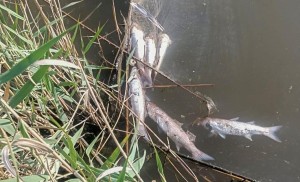 Güzelhisar Çayı’nda balık ölümleri!