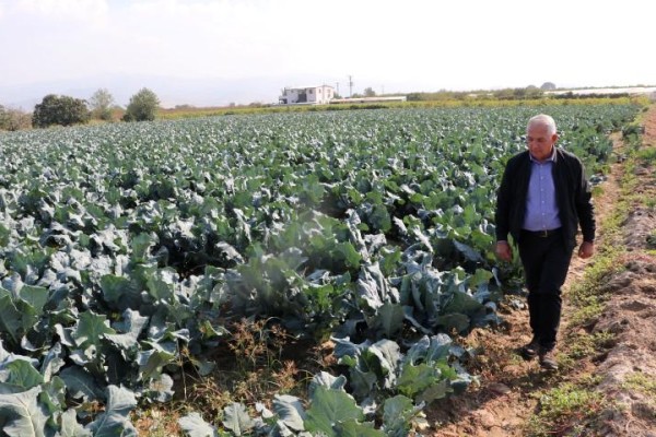 Çiftçiler ekim yağmurlarıyla nefes aldı