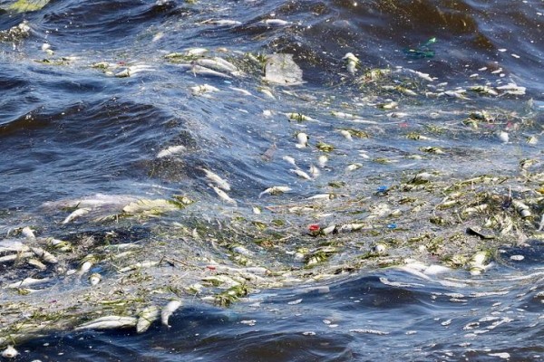 Fabrika atıkları körfezi öldürüyor