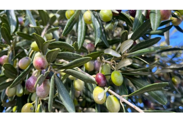 Zeytin Hasat Şenliği yarın