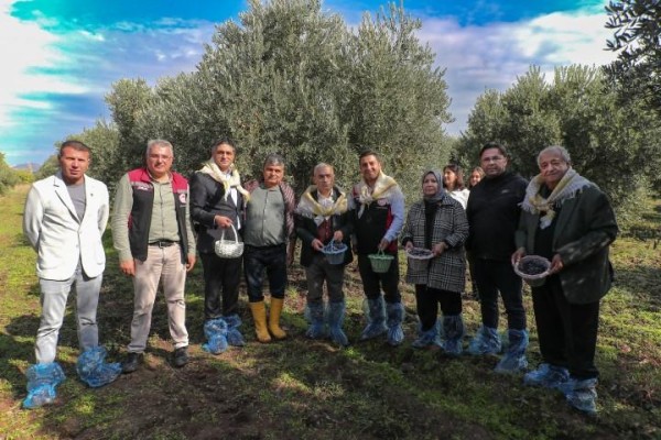 Zeytin hasadı şenlikle başladı