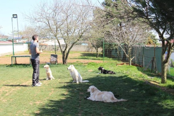 İstanbul’un En İyi Köpek Eğitim Merkezi