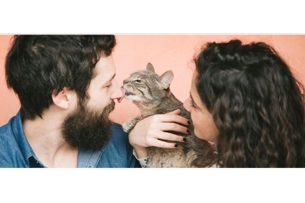 Kediler Sahiplerini Neden Yalar?