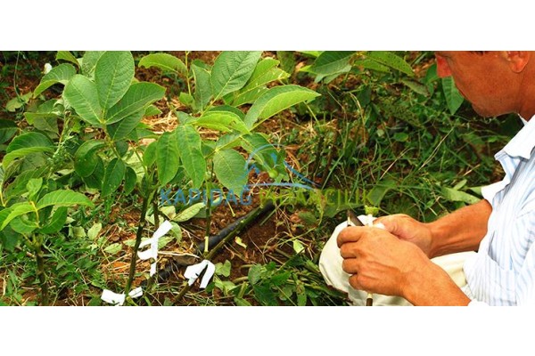 Aşılı ceviz fidanı