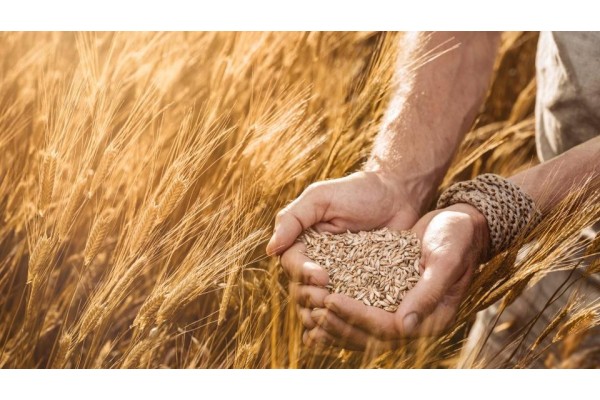 Doğru Beslenmede Siyez Ürünlerinin Rolü