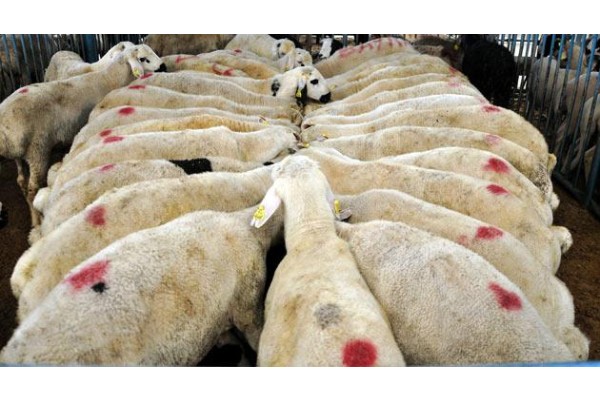 BERGAMA'DA HAYVAN HIRSIZLIĞI