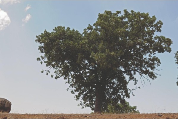 “BİR FİDAN BİR DÜNYA” KAMPANYASI BAŞLADI