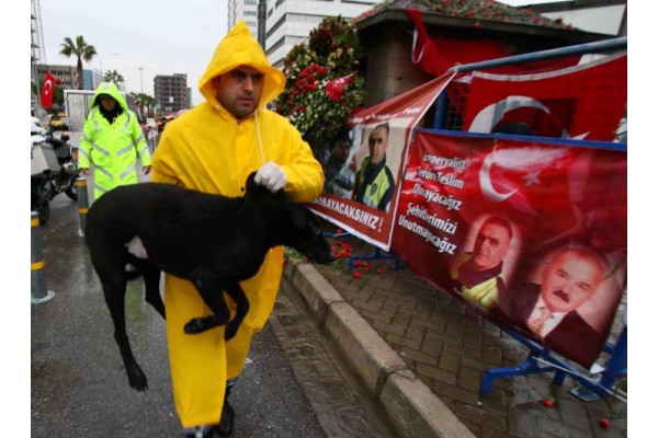 “ARAP” EMİN ELLERDE