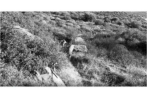 YABAN HAYATINA FOTOKAPANLI KAYIT