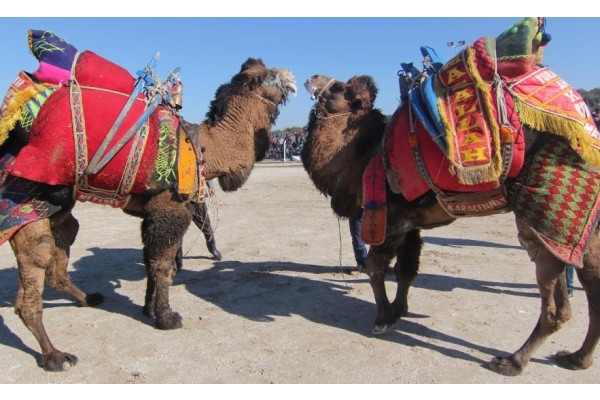 DİKİLİ’DE DEVE GÜREŞİ HEYECANI