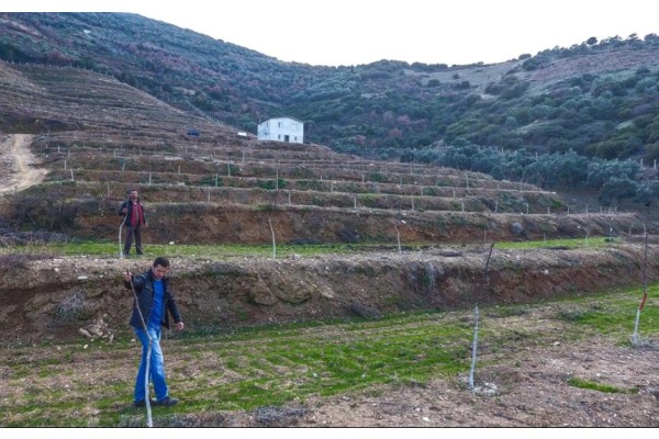 İZMİR'DE 77 MAHALLEYE GELİR GETİRİCİ ORMAN