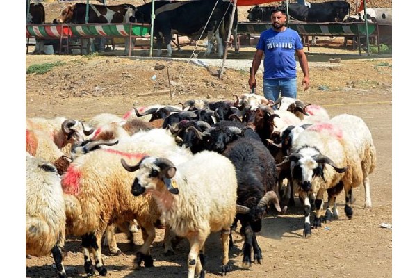 Kurban kesim fiyatları belli oldu