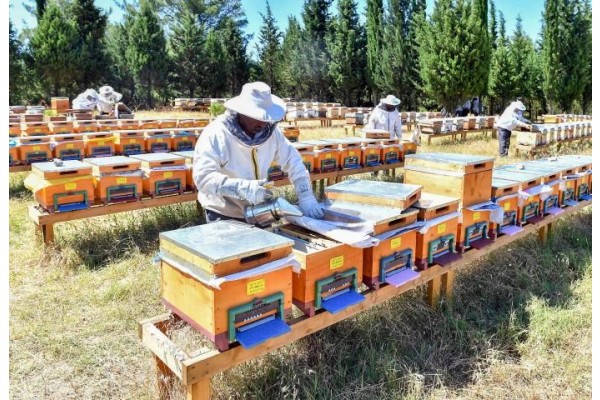 Bal yüzde 33 zamlandı