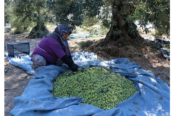 Sofralık zeytinde hedef 130 bin ton ihracat