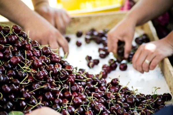 KİRAZ VE ÜZÜMDE TÜRKİYE-ŞİLİ İŞBİRLİĞİ