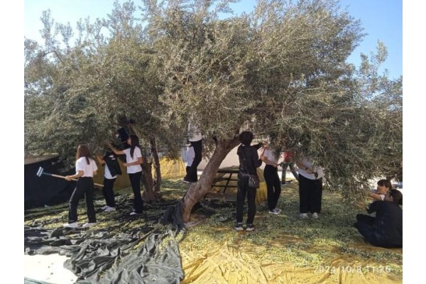 Zeytinler gençlerle yeşeriyor