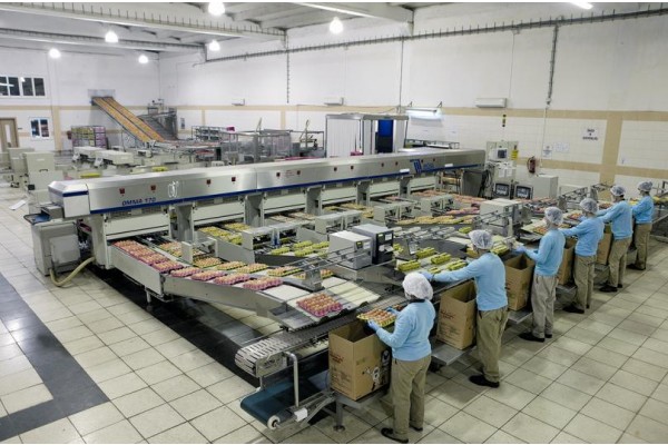 KUŞ GRİBİ, ÇIKMAMIŞ YUMURTAYI SATTIRDI