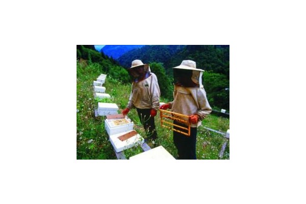 Arıcılara kurs verilecek