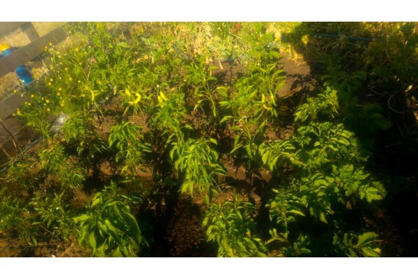 TARIM ATÖLYESİ İLK MAHSULLERİNİ VERDİ