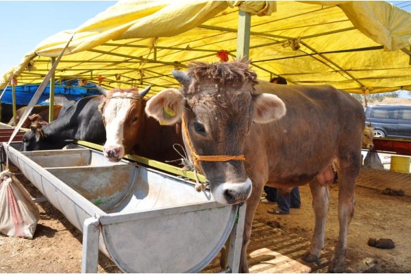 KURBAN PAZARI VATANDAŞIN YÜZÜNÜ GÜLDÜRDÜ