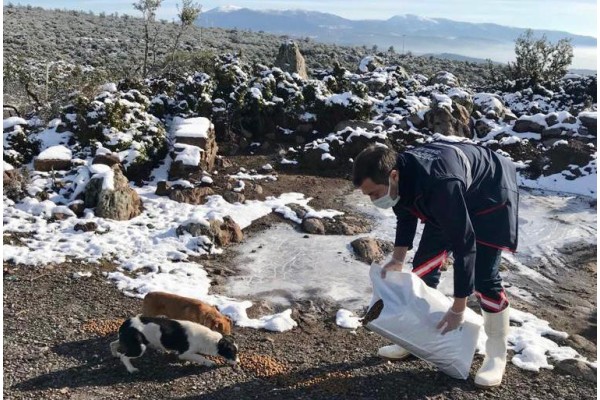 VALİLİK SOKAK HAYVANLARINI BESLEDİ