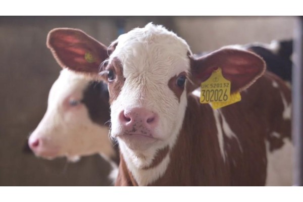 BUZAĞI DESTEKLEME BAŞVURULARI BAŞLADI