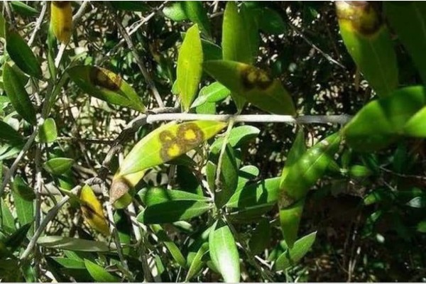 ZEYTİNDE HALKALI LEKE HASTALIĞINA DİKKAT