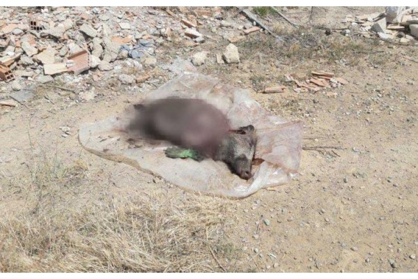 ARKA PLAJ'DA DOMUZ LEŞİ BULUNDU