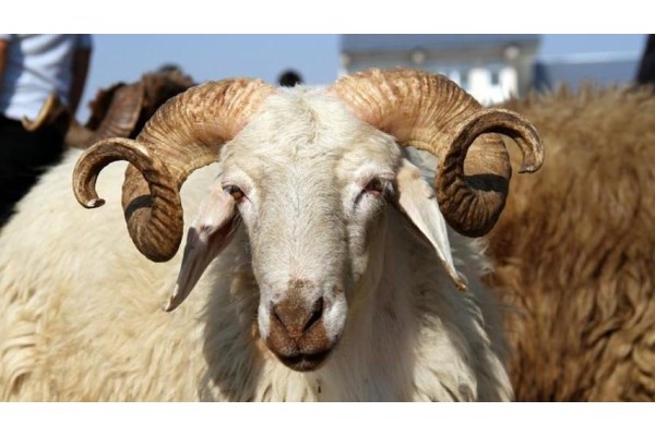 VEKÂLET YOLUYLA KURBAN KESİM BEDELİ AÇIKLANDI