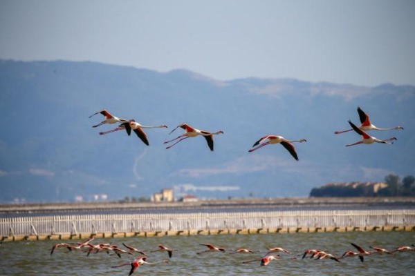 YAPAY KULUÇKA ADASI 18 BİN FLAMİNGOYU BEKLİYOR