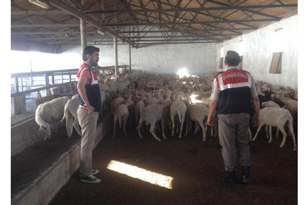 HAYVAN HIRSIZLARINA OPERASYON