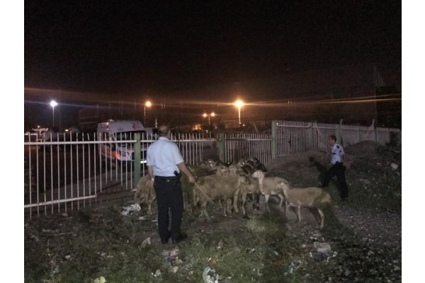 TRENİN ÇARPTIĞI ÇOBAN ÖLDÜ