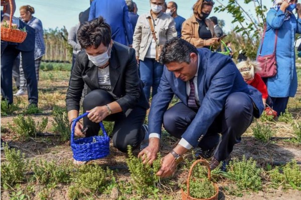 ADAÇAYI İLE KEKİK HASADI YAPTILAR