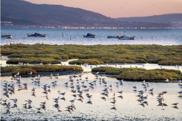 Gediz Deltası restore edilecek