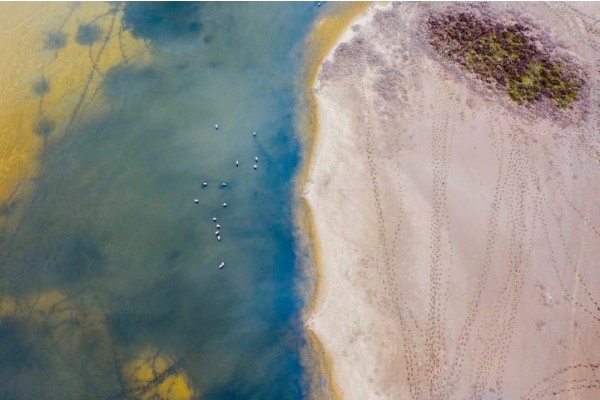 GEDİZ DELTASI'NDA 58 BİN KIŞ KUŞU SAYILDI