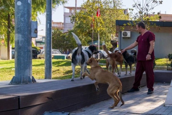 Sahipsiz hayvanlar sayılıyor
