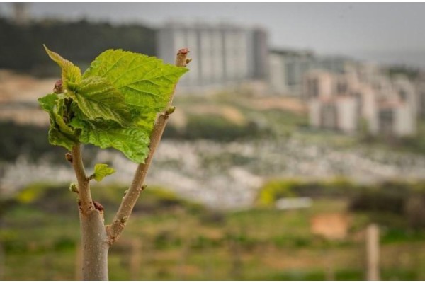 Yangında zarar gören ağaçlar yeşerdi