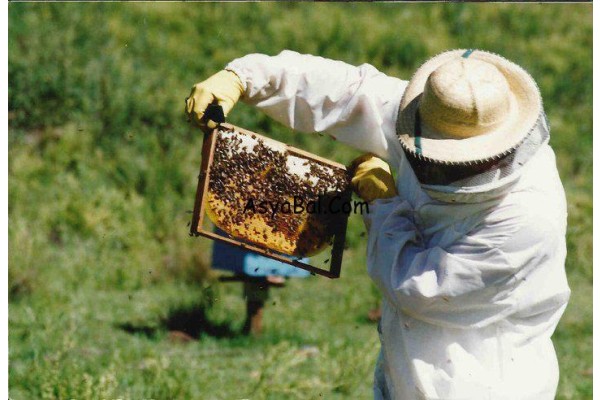 Arıcılık destek  programı başlıyor