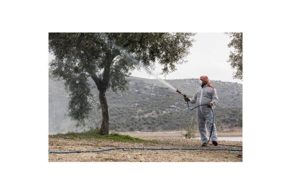 Zeytin üreticisine “ilaç” olacak