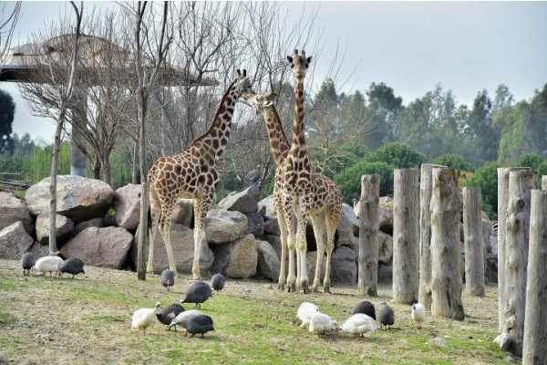 SASALI DOĞAL YAŞAM PARKI YENİDEN AÇILIYOR