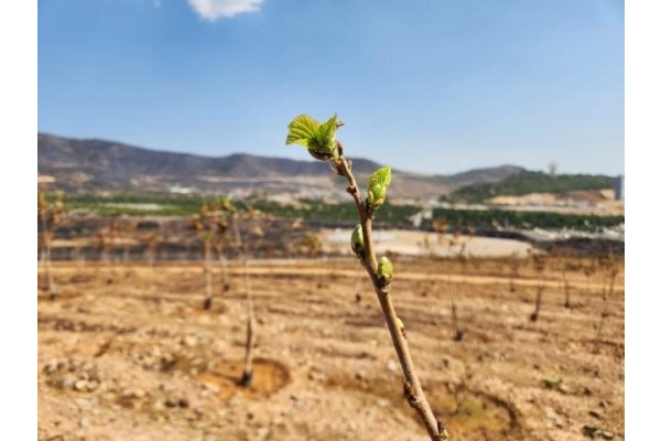 Yanan ormanlardan yüzleri gülümseten gelişme