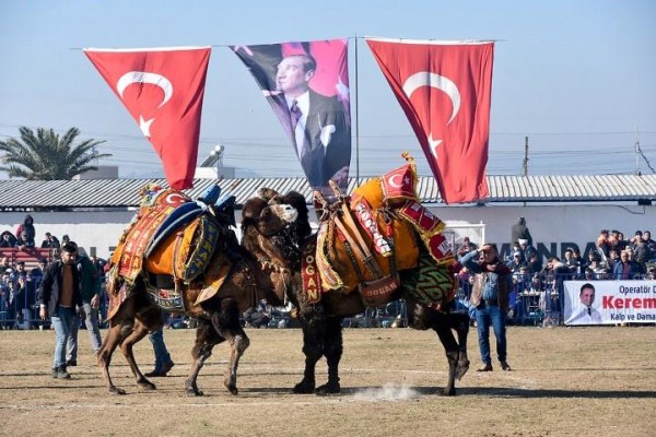 HELVACI’DA DEVE GÜREŞLERİ İLGİ GÖRDÜ