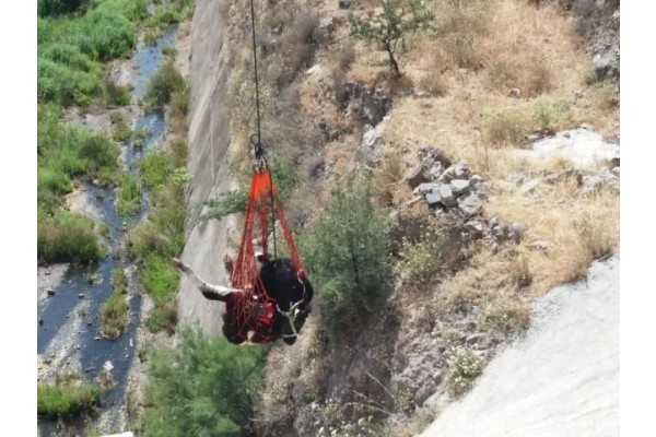 BARAJA DÜŞEN DANA KURTARILDI