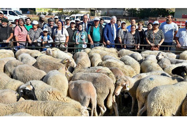 ÜRETİCİLERE KÜÇÜKBAŞ HAYVAN HİBESİ