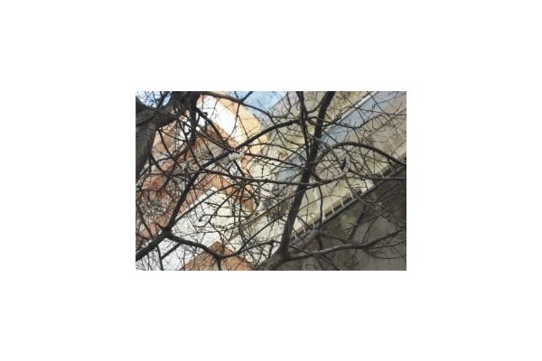 ALİAĞA’DA  AĞAÇLAR ÇİÇEK AÇTI