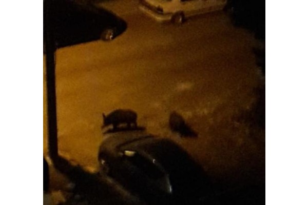 YABAN DOMUZLARI ŞEHRE İNDİ