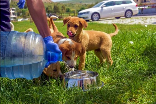 BELEDİYEDEN SOKAK HAYVANLARINA MAMA VE SU DESTEĞİ