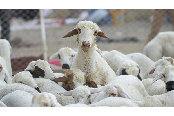 GÜZELHİSAR’DA KÜÇÜKBAŞ HAYVAN HIRSIZLIĞI